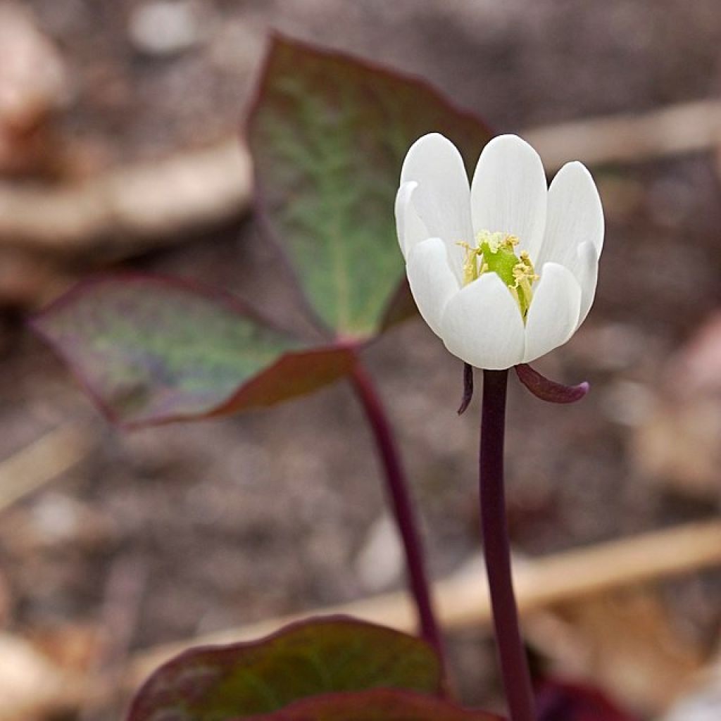 Jeffersonia diphylla - Feffersonie