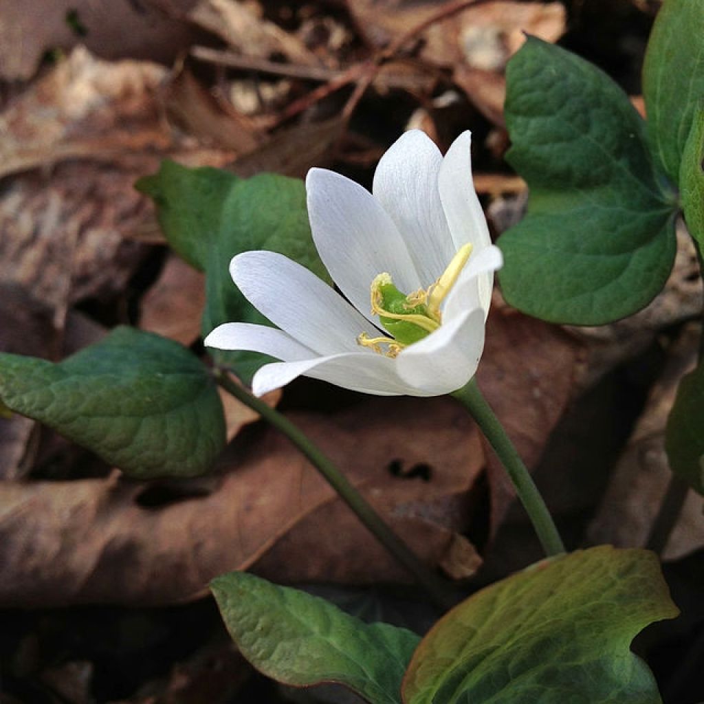 Jeffersonia diphylla - Feffersonie