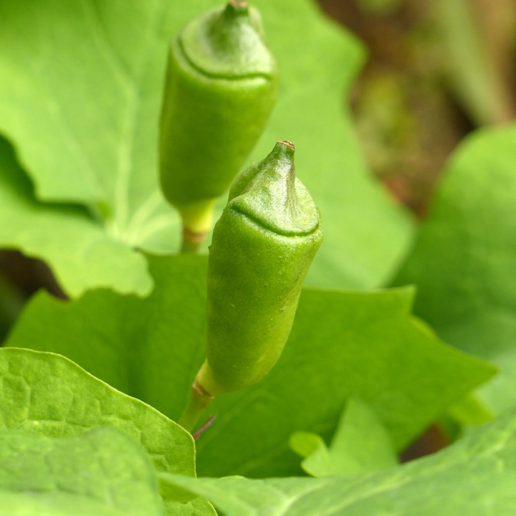 Jeffersonia diphylla - Feffersonie