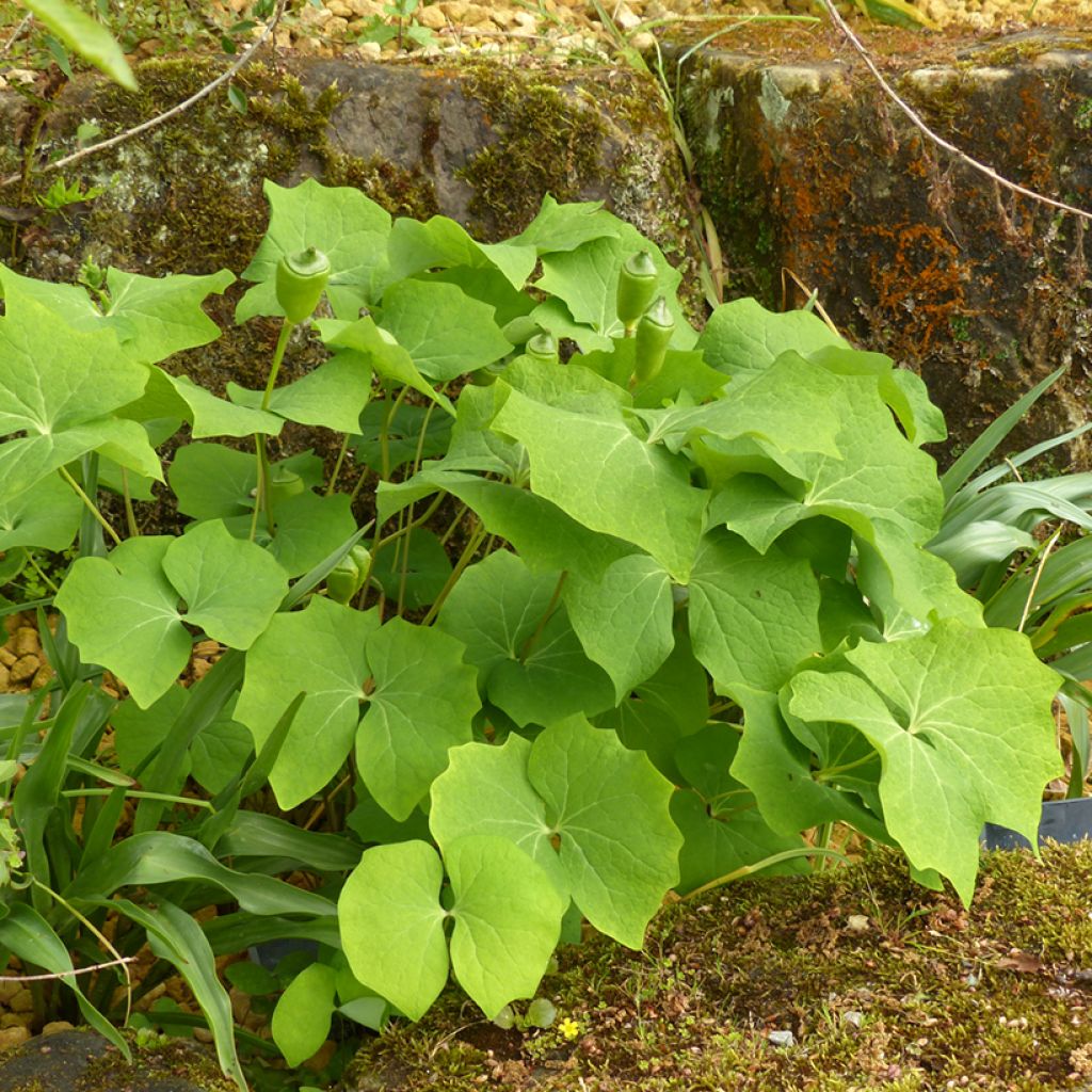 Jeffersonia diphylla - Feffersonie