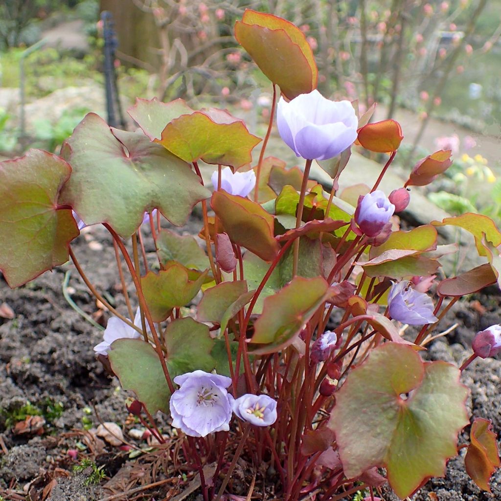 Jeffersonia dubia - Feffersonie