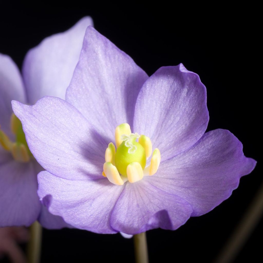 Jeffersonia dubia