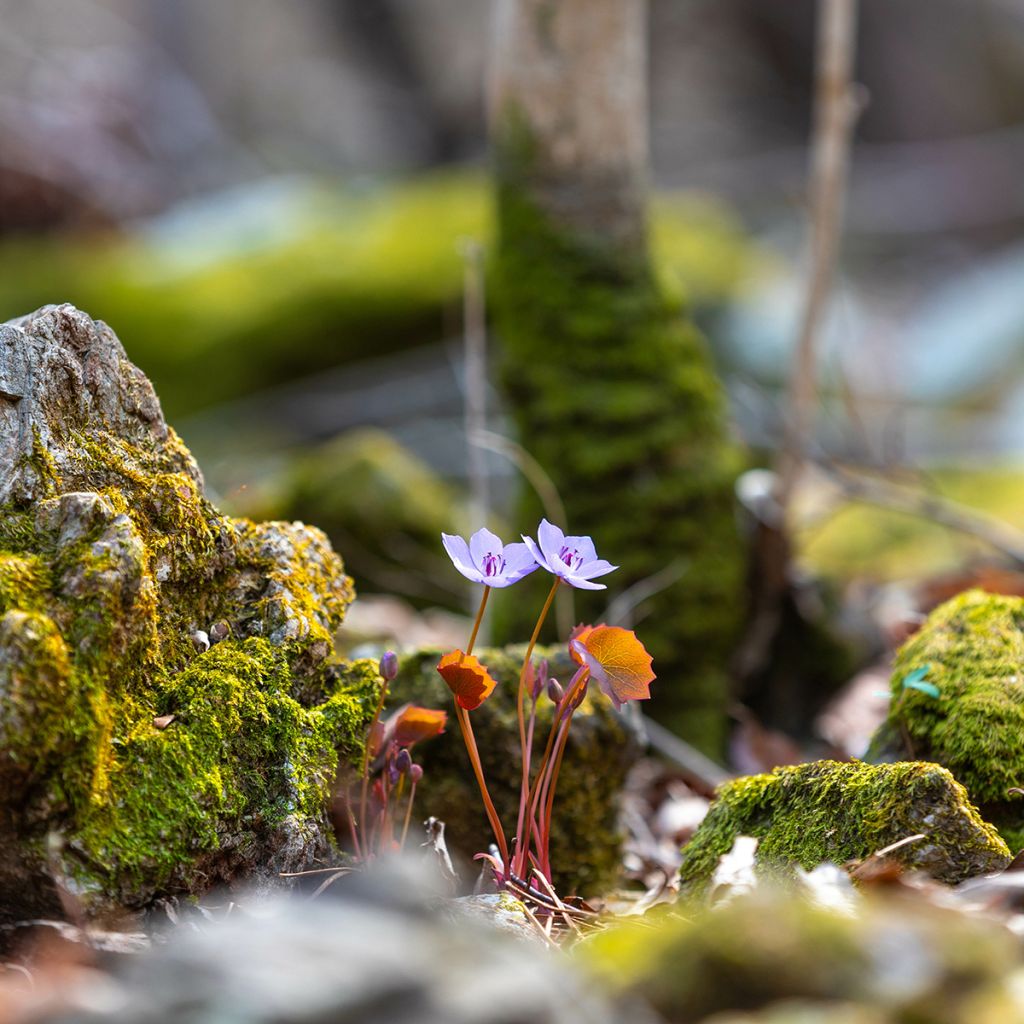 Jeffersonia dubia - Feffersonie