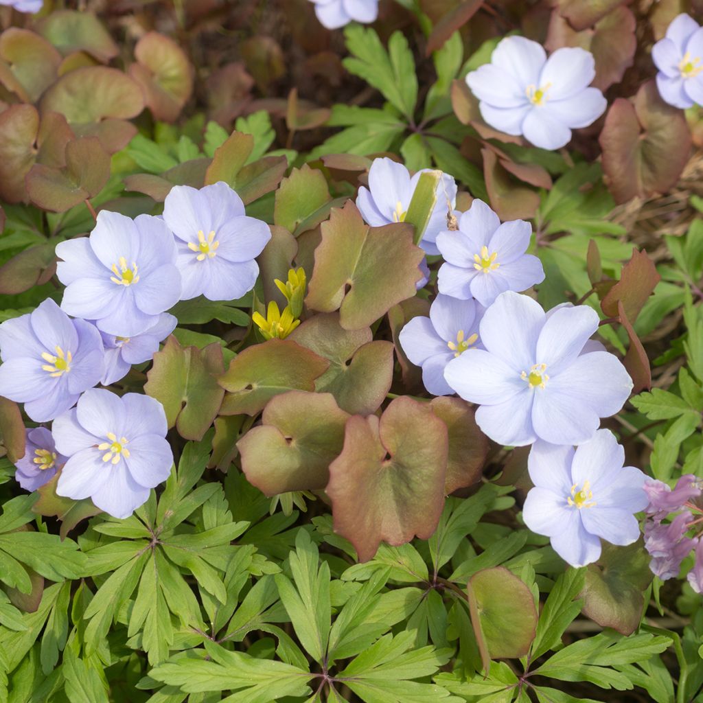 Jeffersonia dubia - Feffersonie