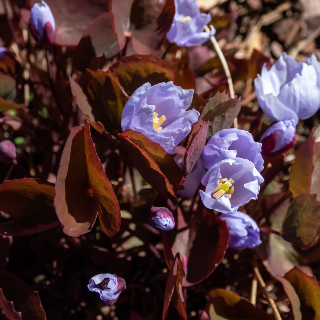 Jeffersonia dubia - Feffersonie