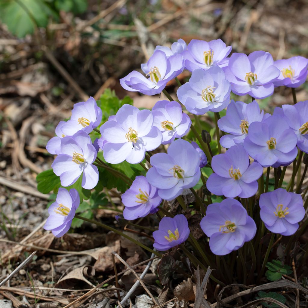 Jeffersonia dubia - Feffersonie