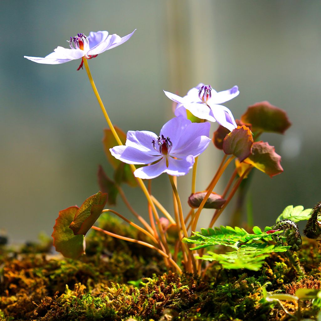 Jeffersonia dubia - Feffersonie