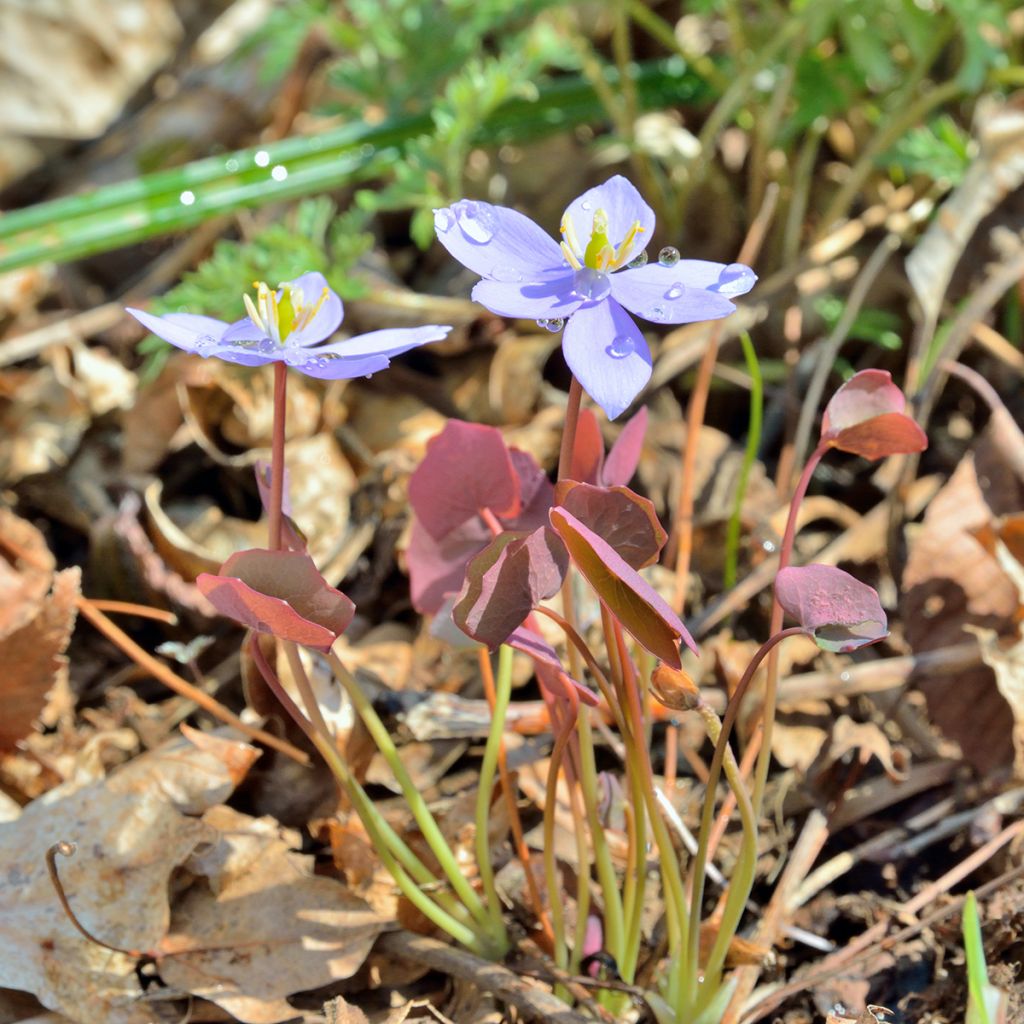 Jeffersonia dubia - Feffersonie