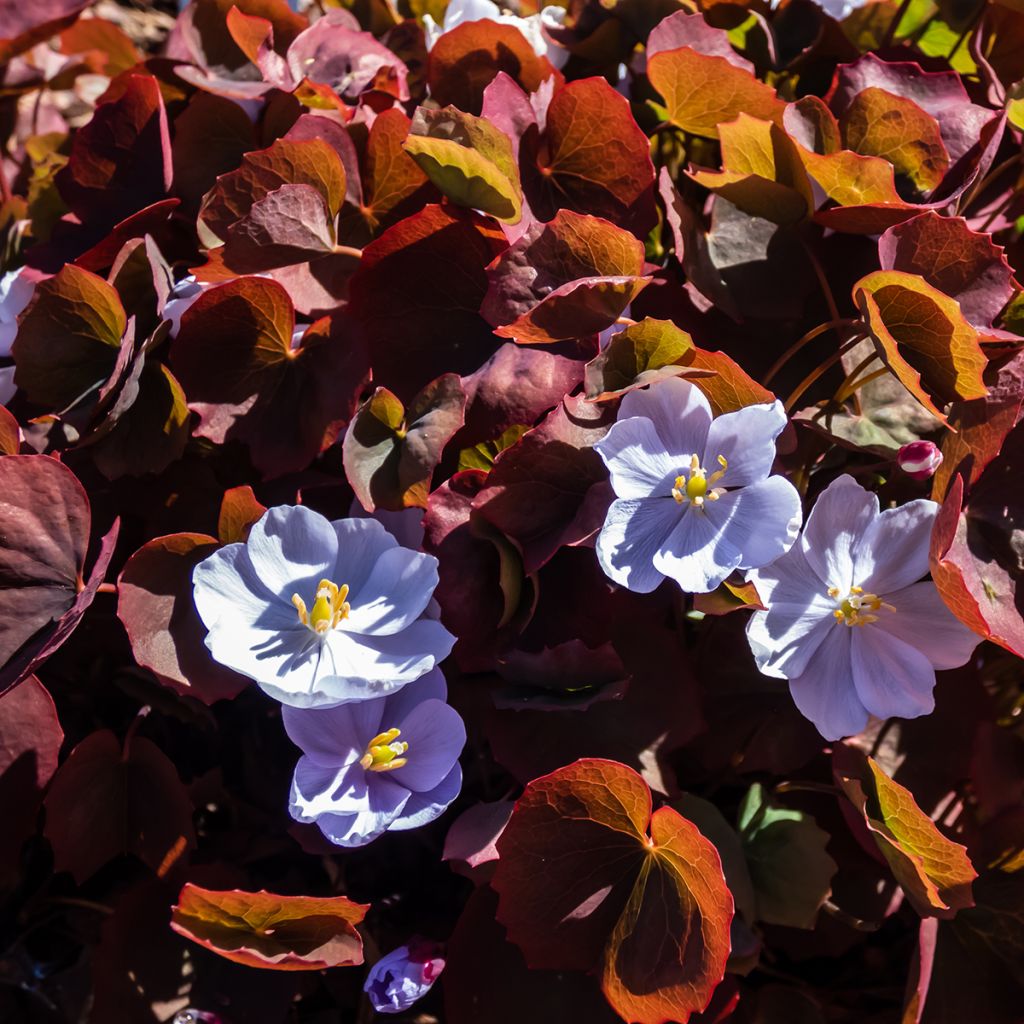 Jeffersonia dubia - Feffersonie