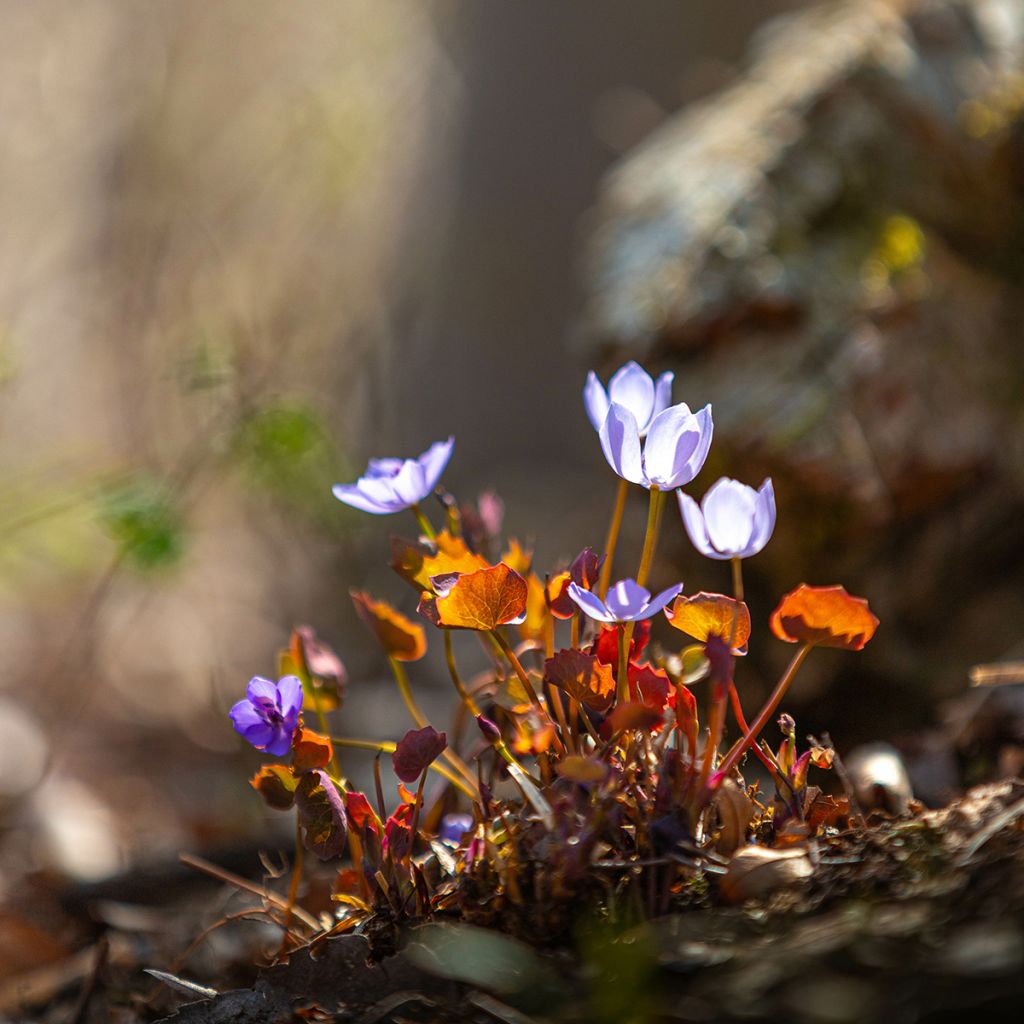 Jeffersonia dubia - Feffersonie