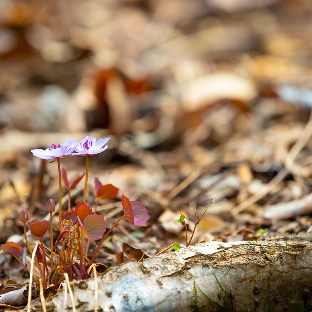 Jeffersonia dubia - Feffersonie