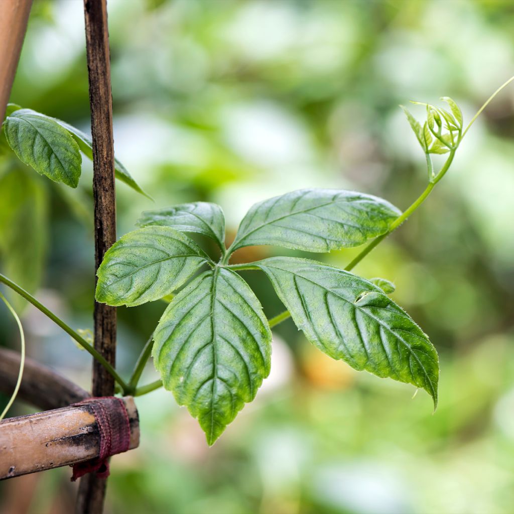 Jiaogulan - Gynostemma pentaphyllum