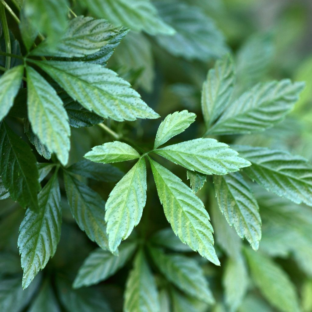 Jiaogulan - Gynostemma pentaphyllum