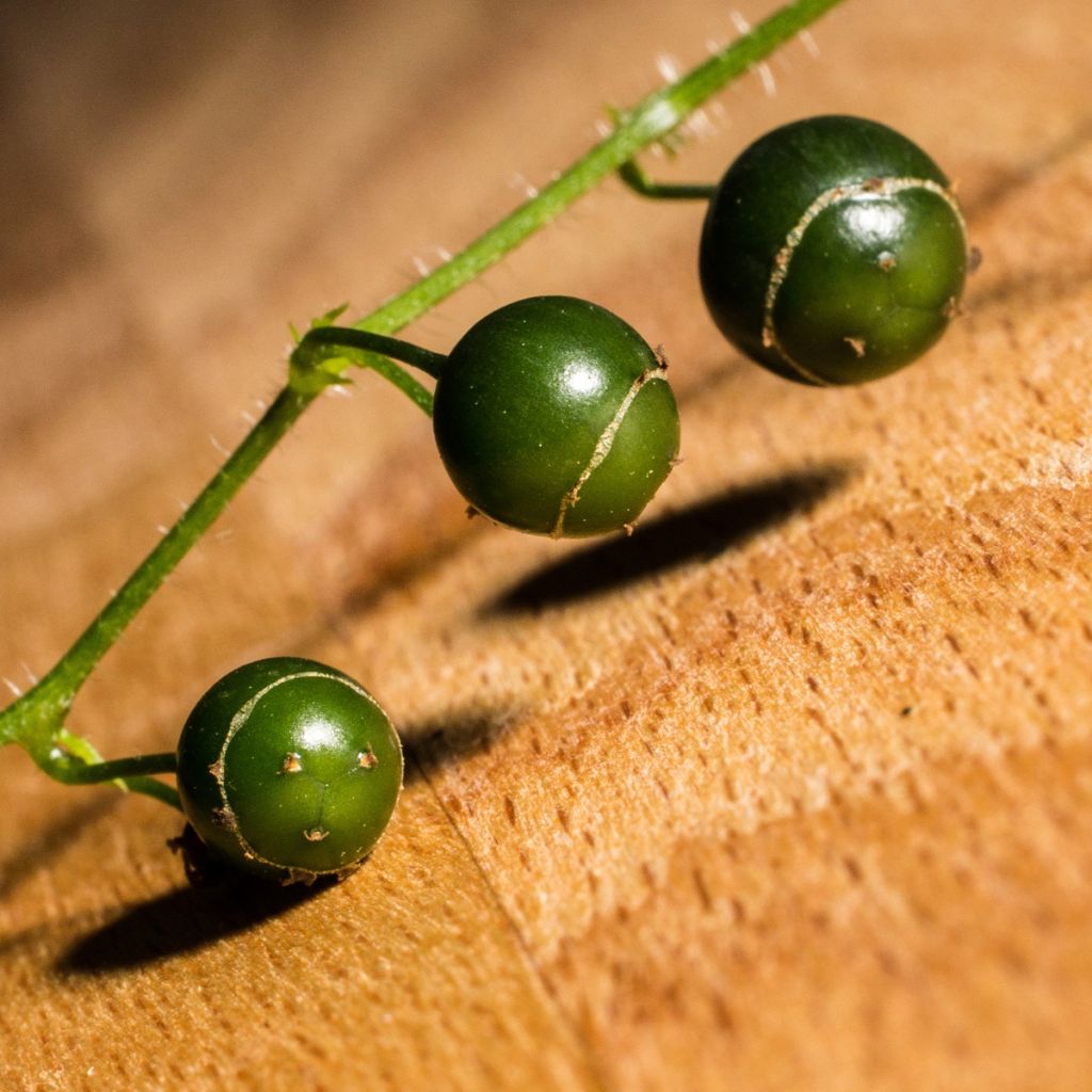 Jiaogulan - Gynostemma pentaphyllum