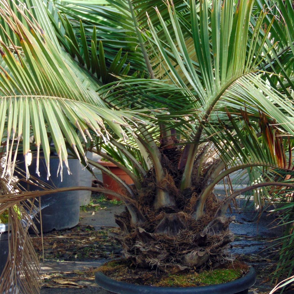 Jubaea chilensis - Cocotier du Chili