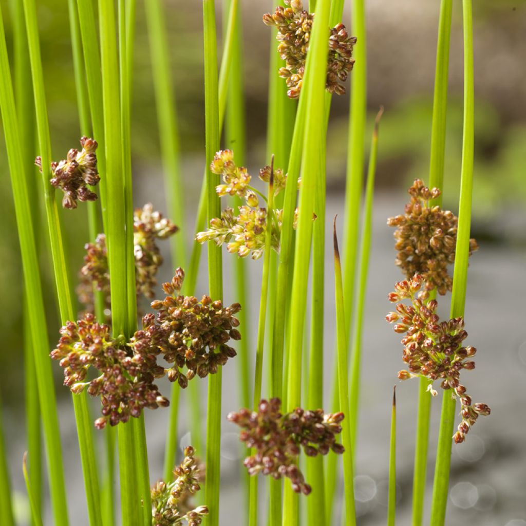 Juncus effusus - Flatter-Binse