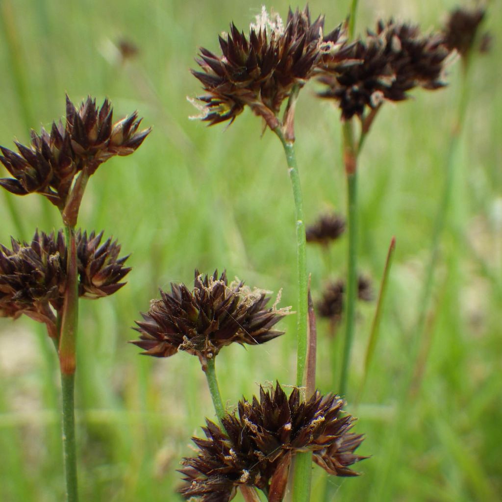 Juncus ensifolius - Schwertblättrige Binse