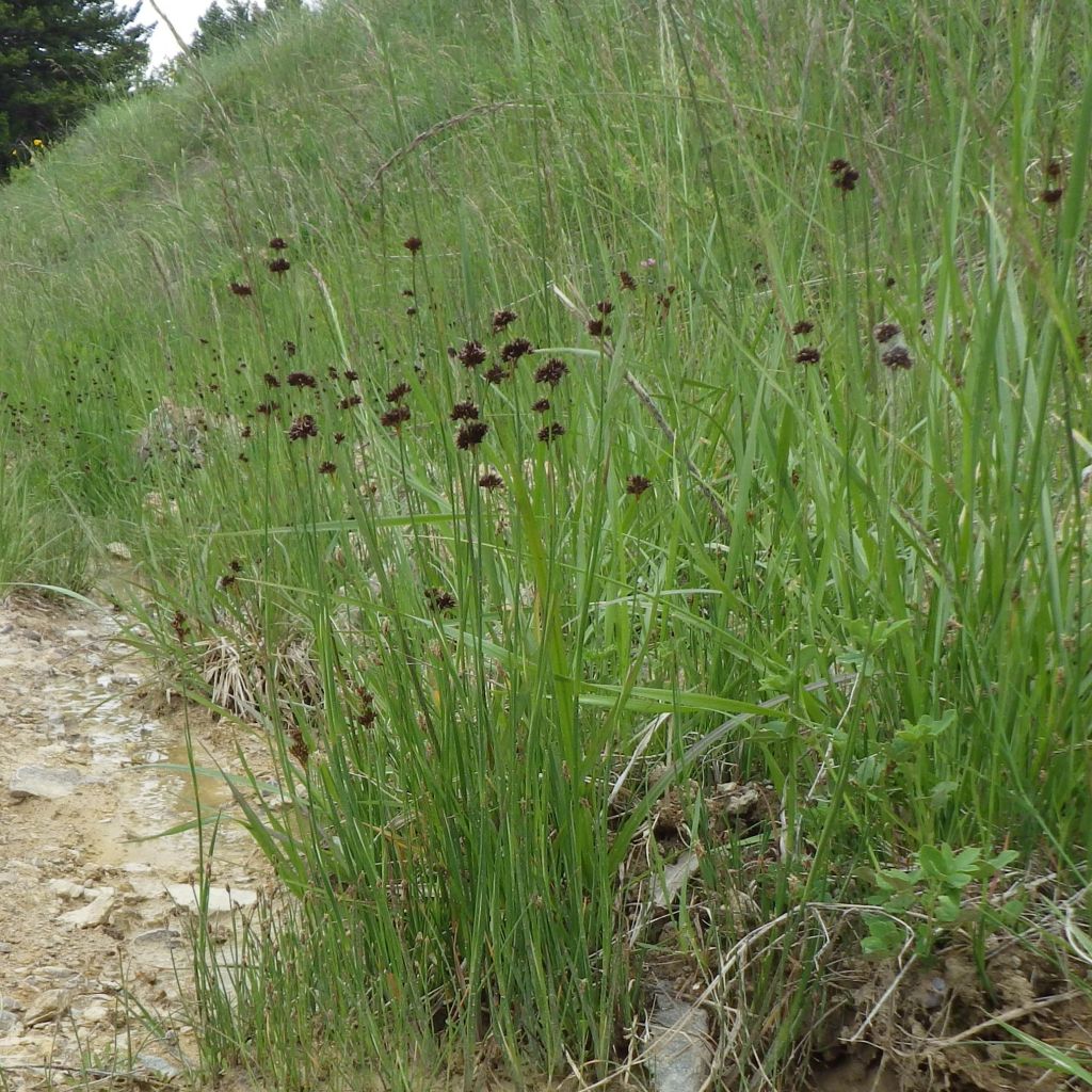 Juncus ensifolius - Schwertblättrige Binse