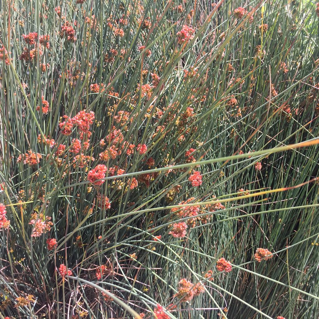 Juncus inflexus Blue Dart - Jonc glauque