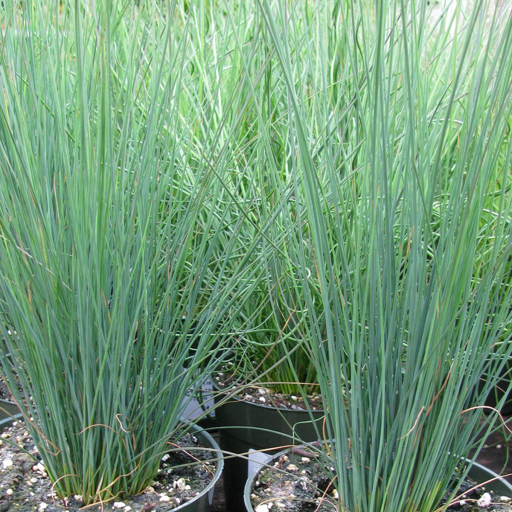 Juncus inflexus Blue Dart - Jonc glauque