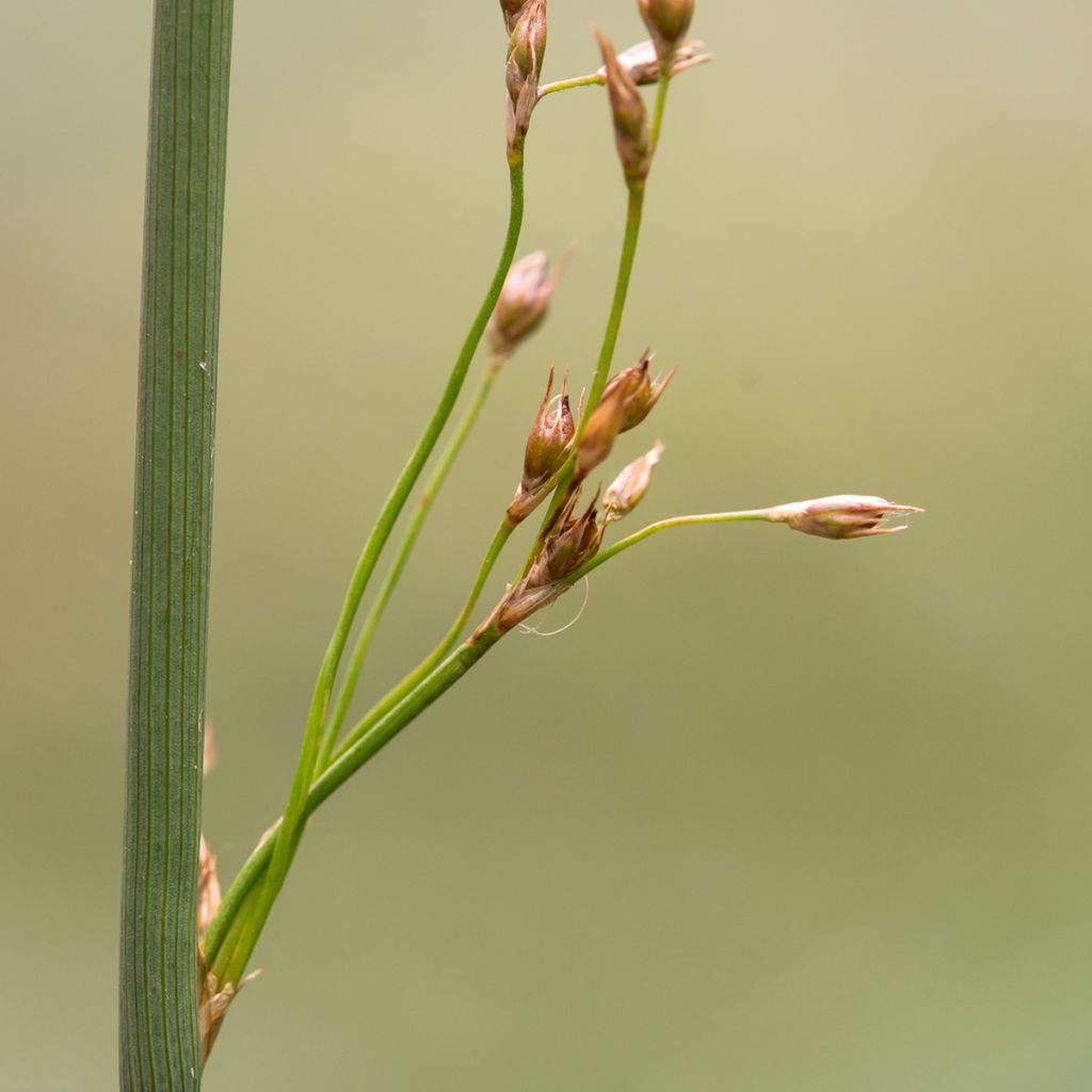 Juncus inflexus - Blaugrüne Binse