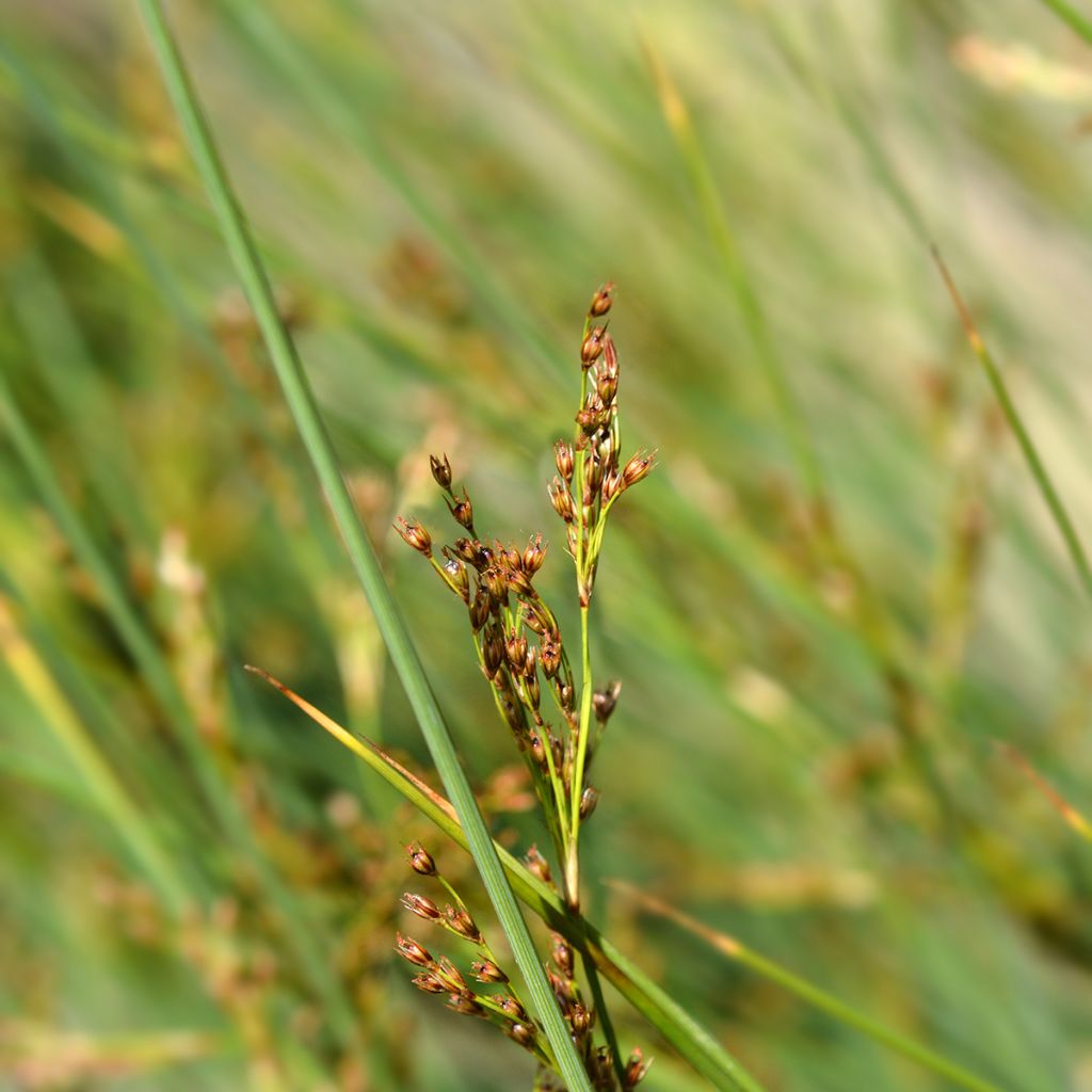 Juncus inflexus - Blaugrüne Binse