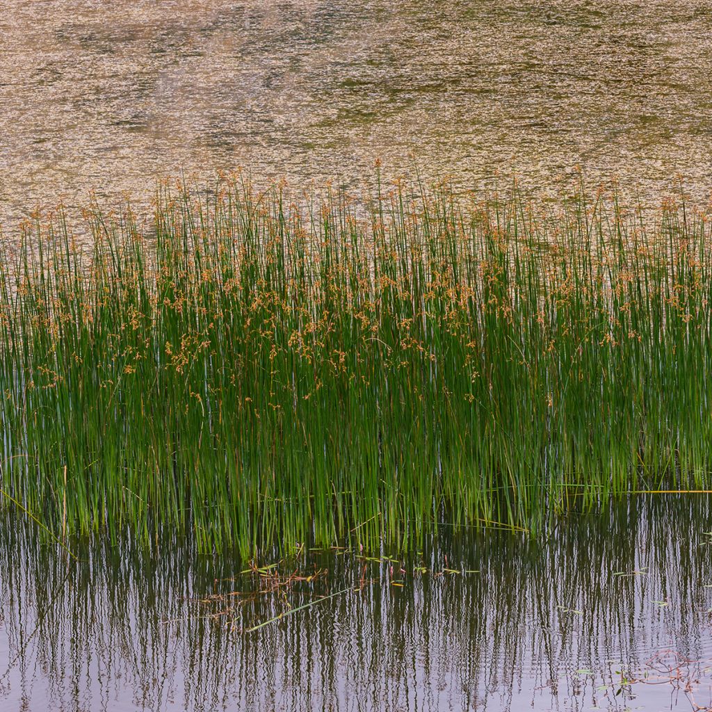 Juncus inflexus - Blaugrüne Binse