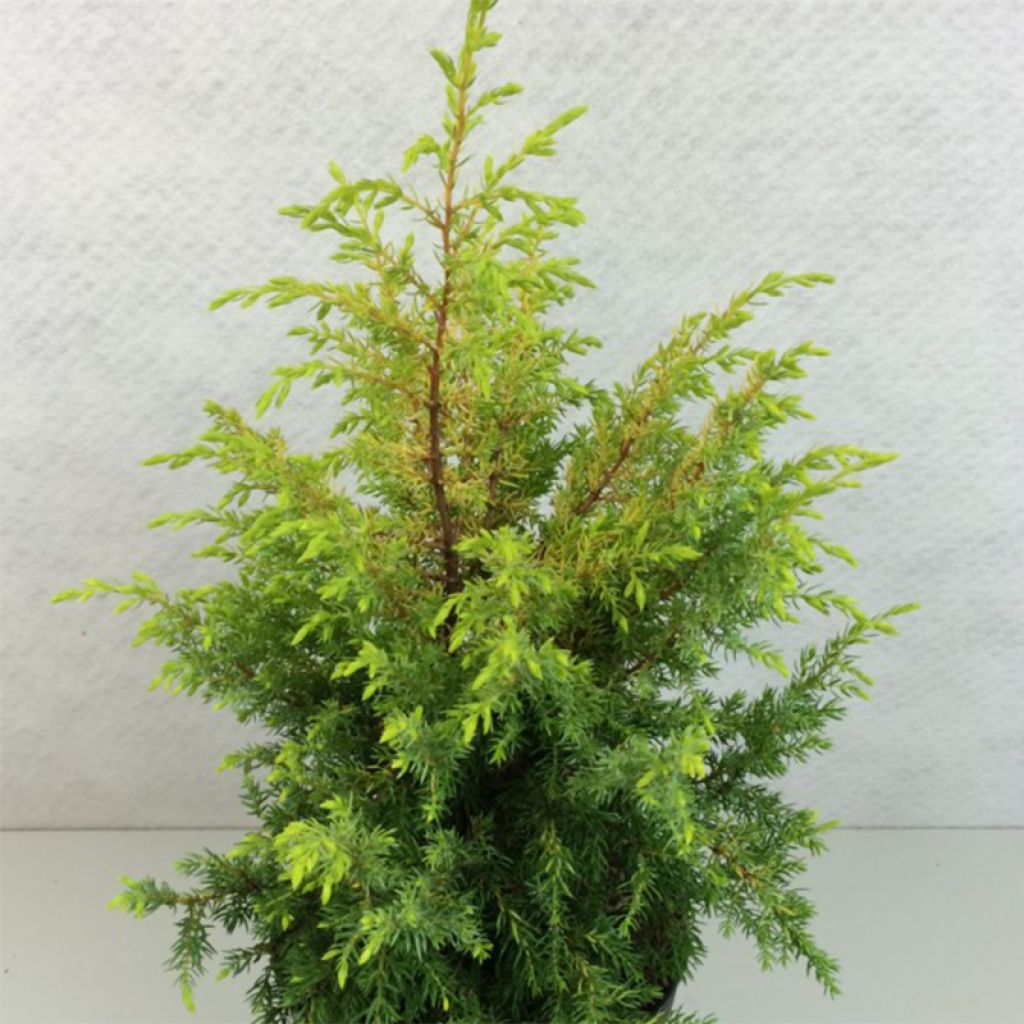 Juniperus communis Gold Cone