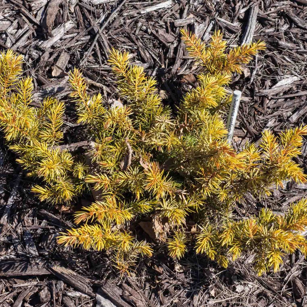 Juniperus conferta All Gold