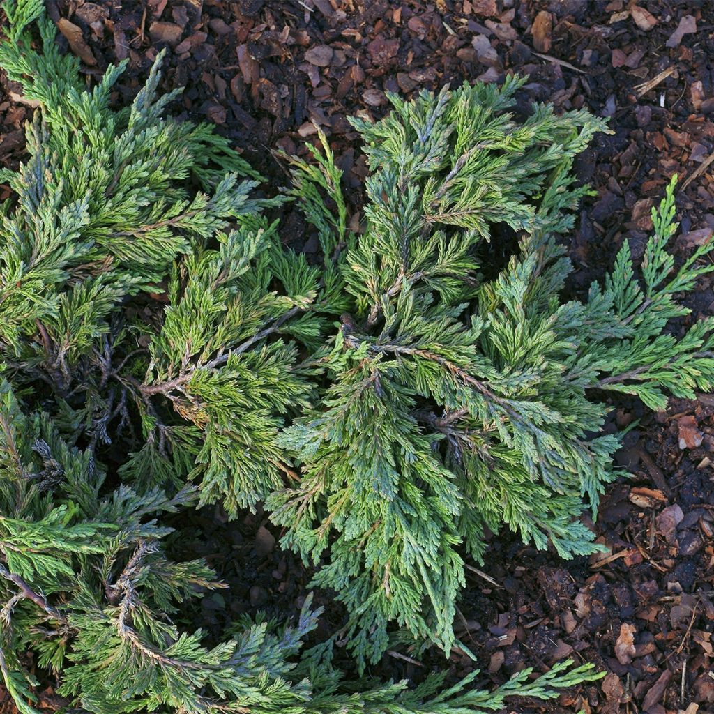 Juniperus horizontalis Jade River