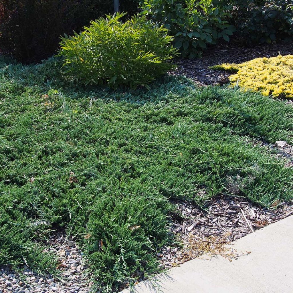 Juniperus horizontalis Wiltonii