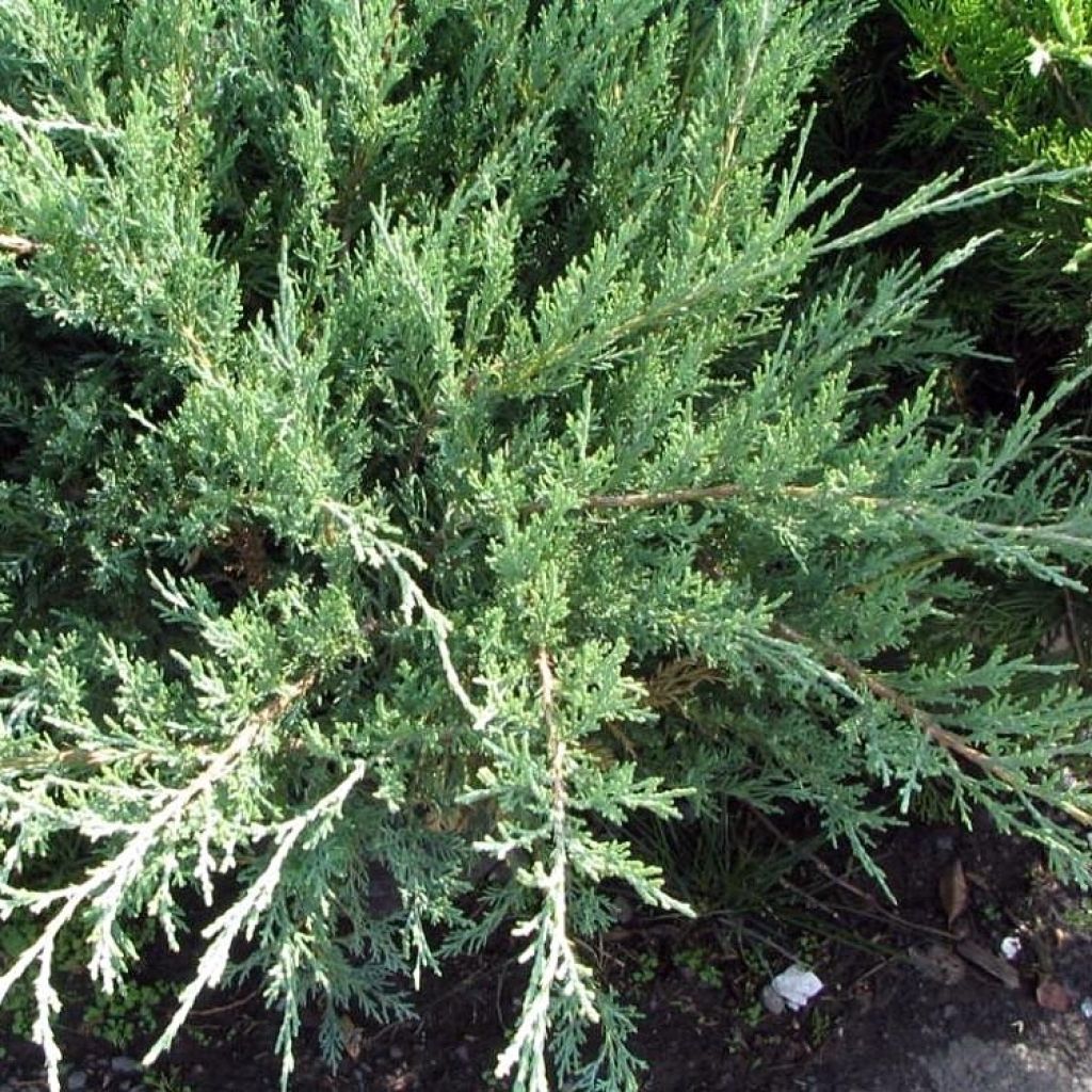 Juniperus media Hetzii