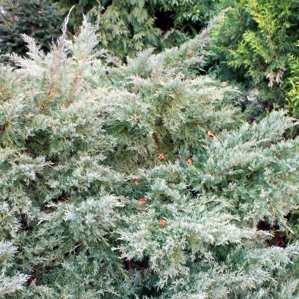 Juniperus pfitzeriana Glauca