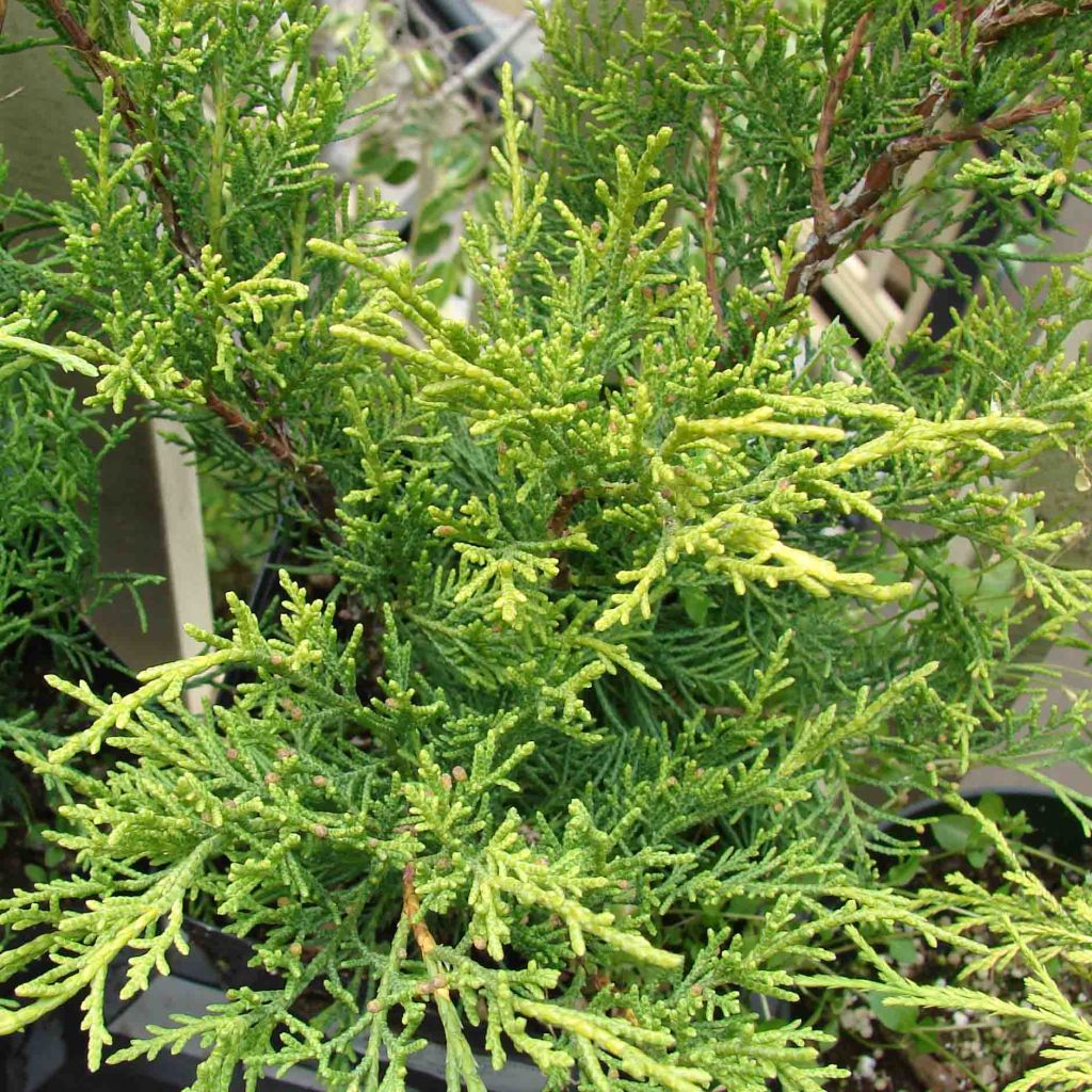 Juniperus pfitzeriana Old Gold