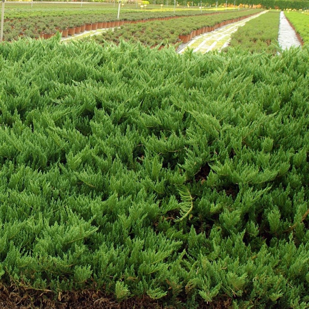 Juniperus sabina Tamariscifolia - Genévrier sabine