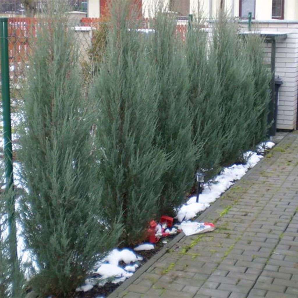 Juniperus scopulorum Skyrocket