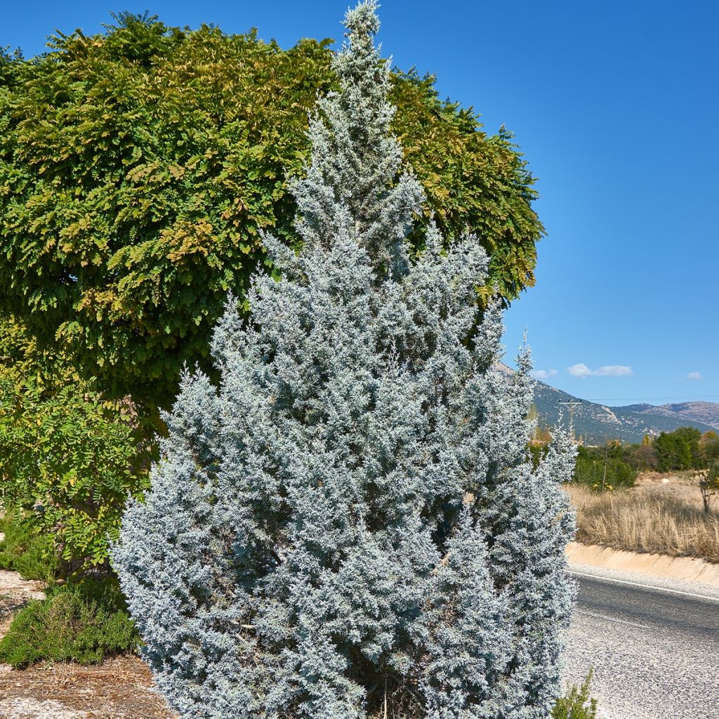 Juniperus scopulorum Moonglow