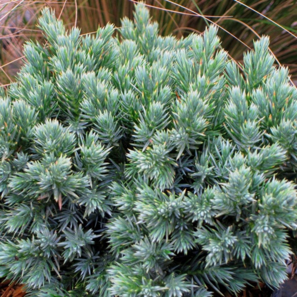 Juniperus squamata Blue Star