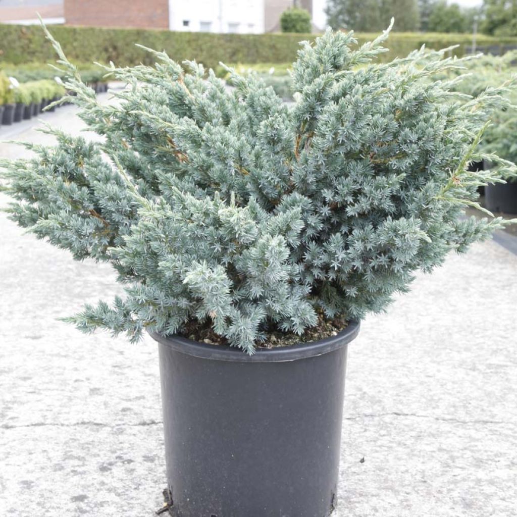 Juniperus squamata Meyeri