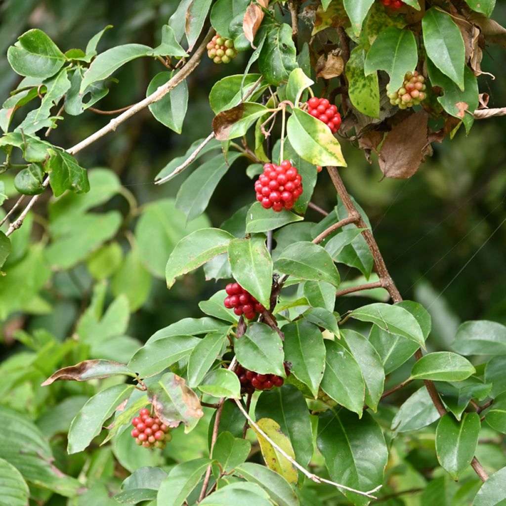 Kadsura japonica - Kugelfaden