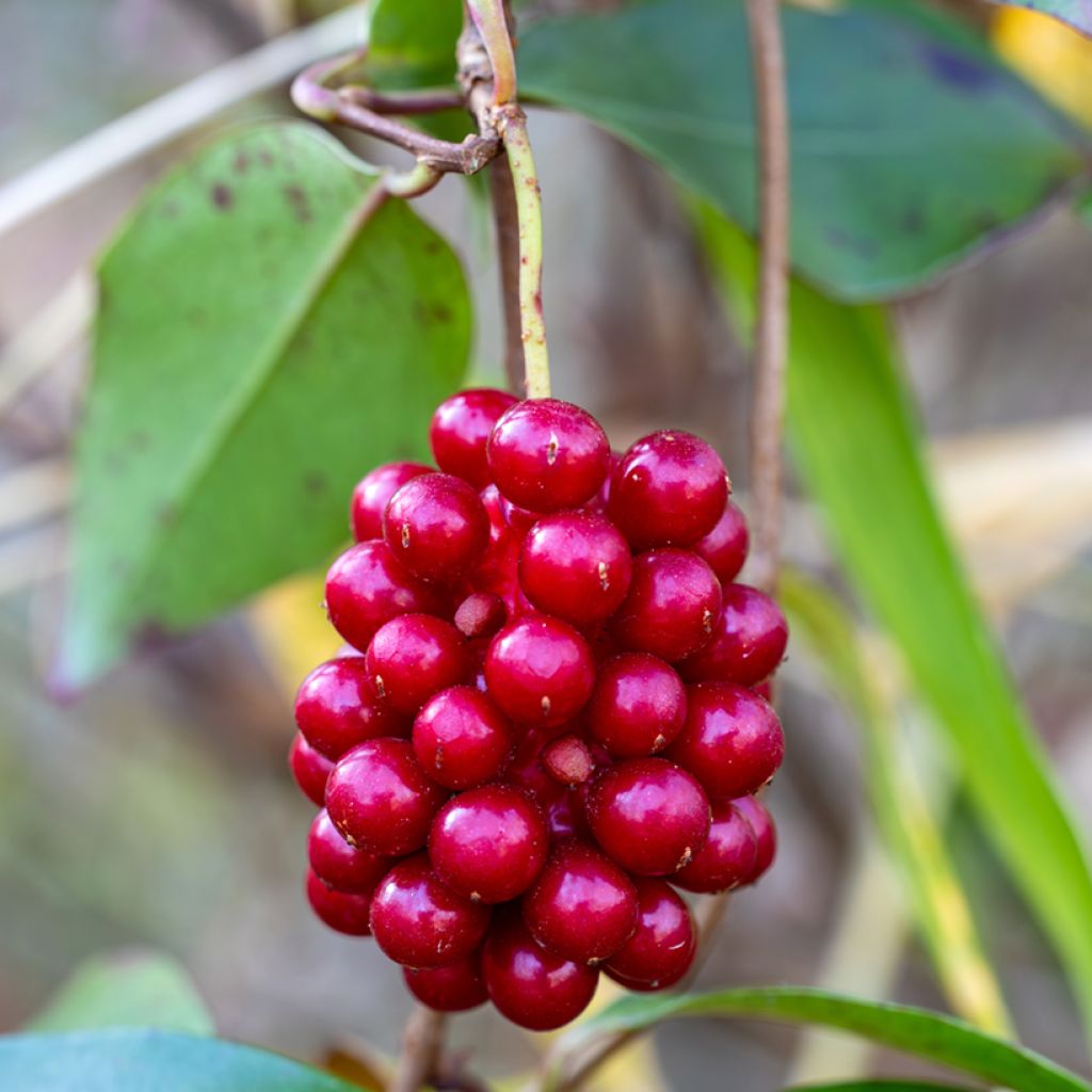 Kadsura japonica - Kugelfaden