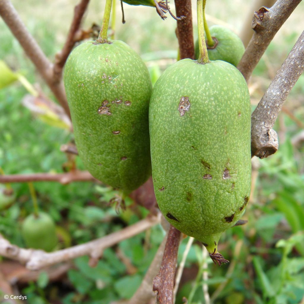 Actinidia arguta Super Issaï - Zwerg Kiwi