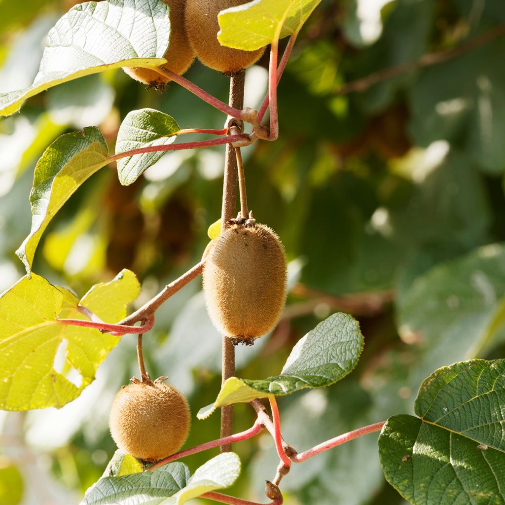 Actinidia deliciosa Petit Homme - Chinesischer Strahlengriffel