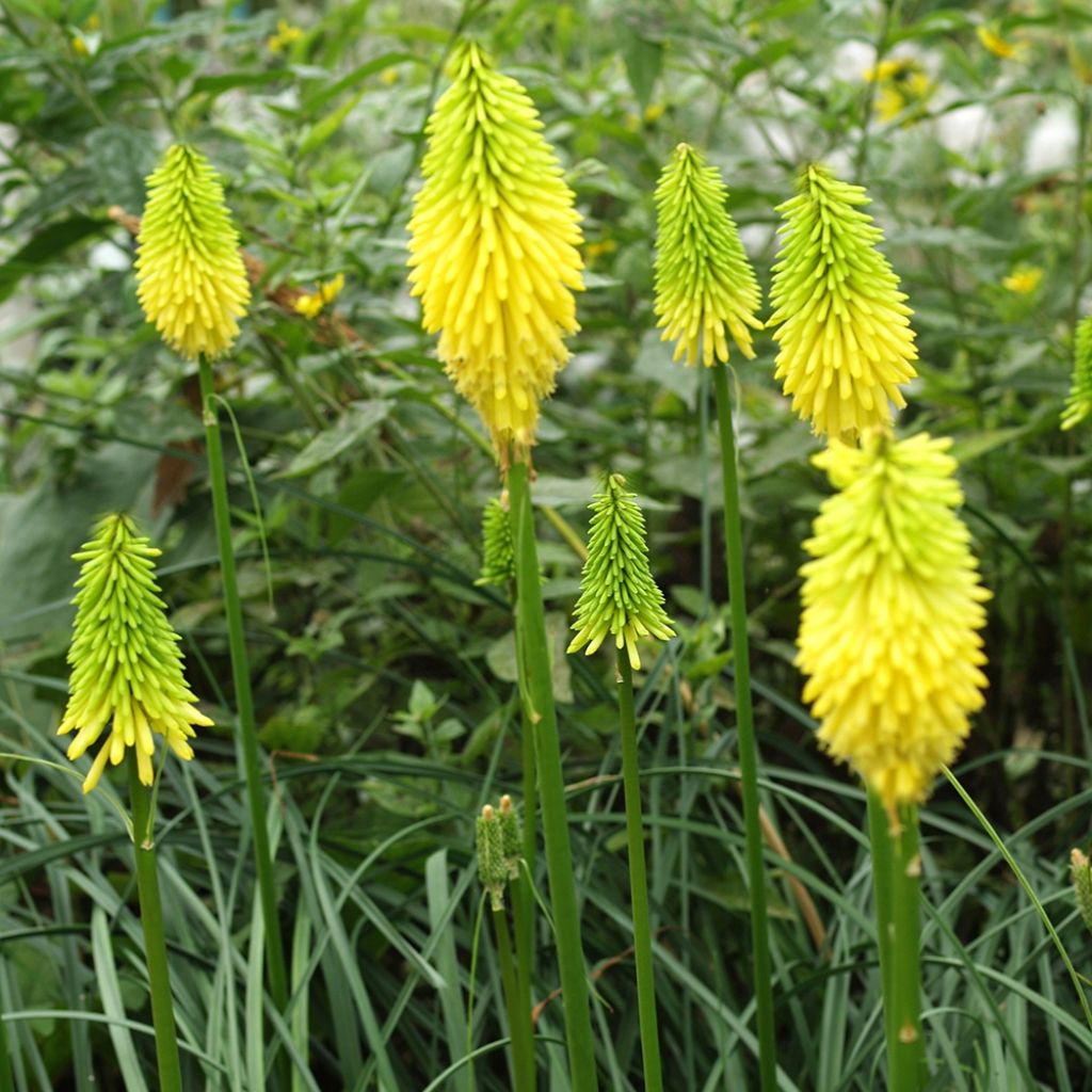 Fackellilie Bees Lemon - Kniphofia