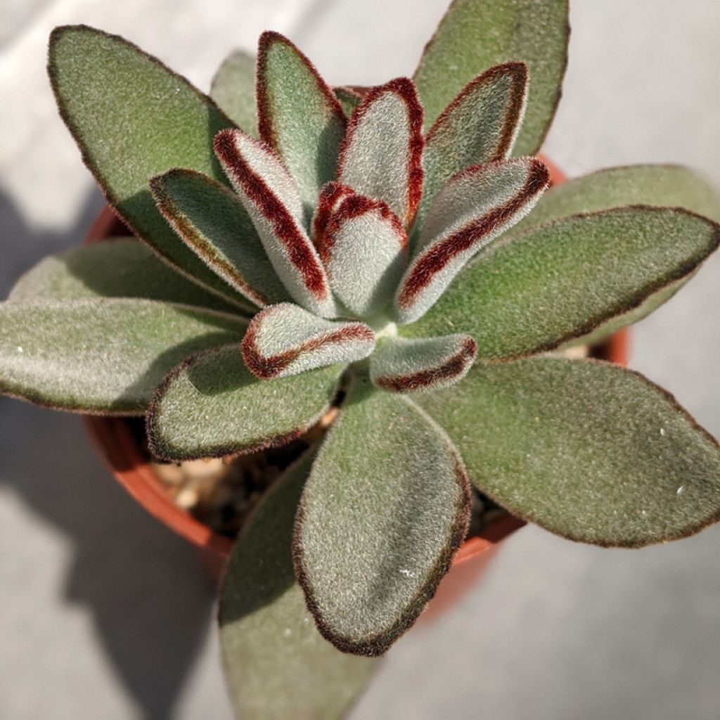 Kalanchoe tomentosa - Panda-Pflanze