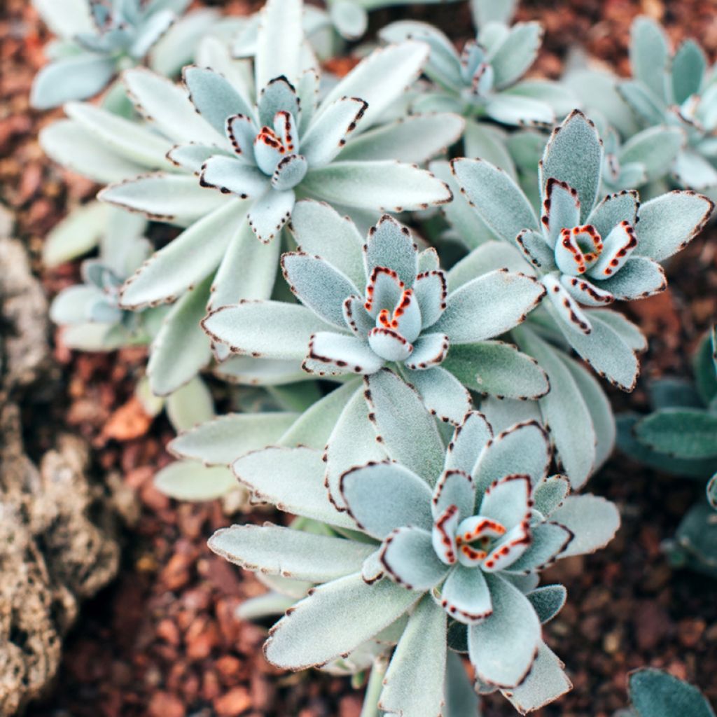 Kalanchoe tomentosa - Panda-Pflanze