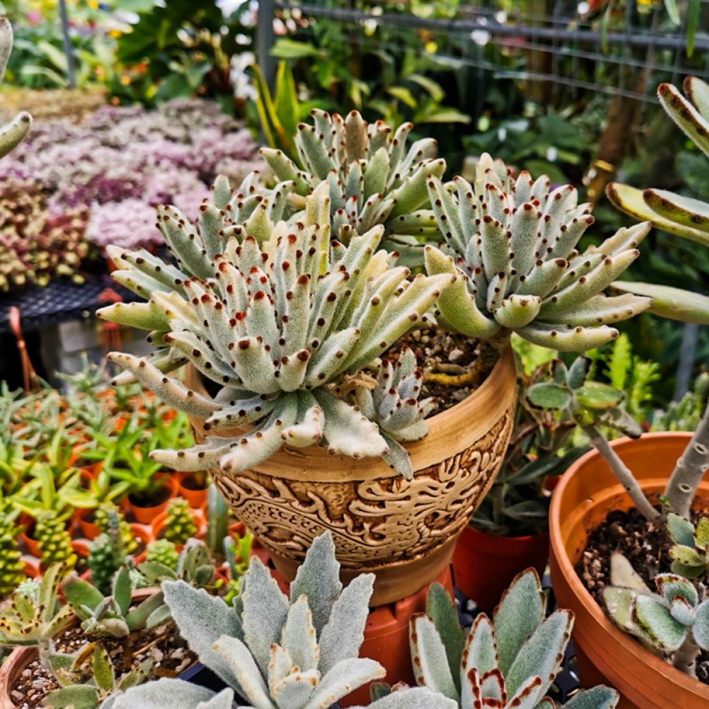 Kalanchoe tomentosa - Panda-Pflanze