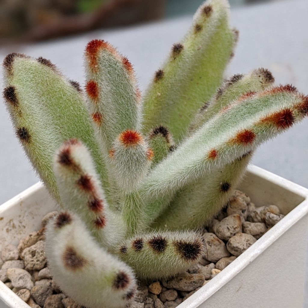 Kalanchoe tomentosa - Panda-Pflanze