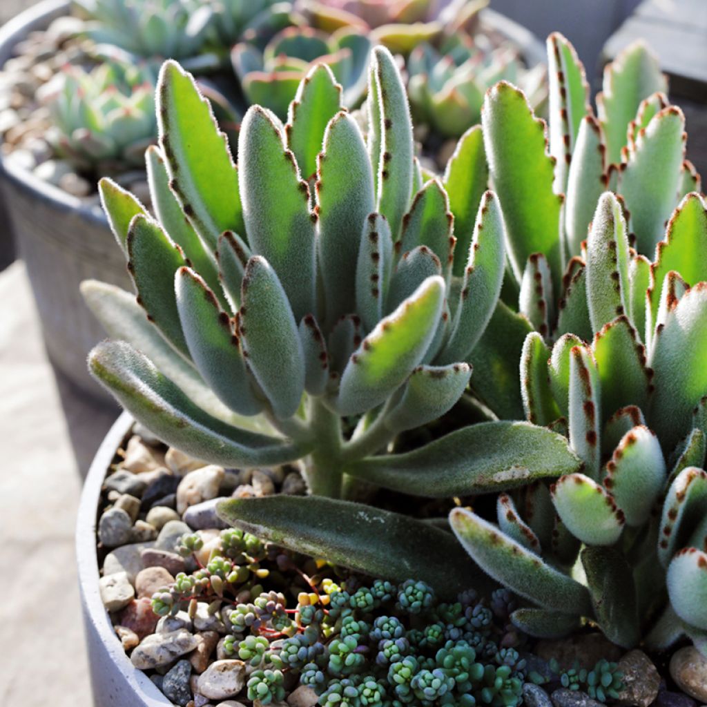 Kalanchoe tomentosa - Panda-Pflanze