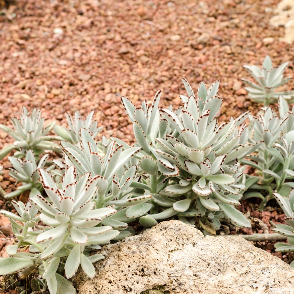 Kalanchoe tomentosa - Panda-Pflanze